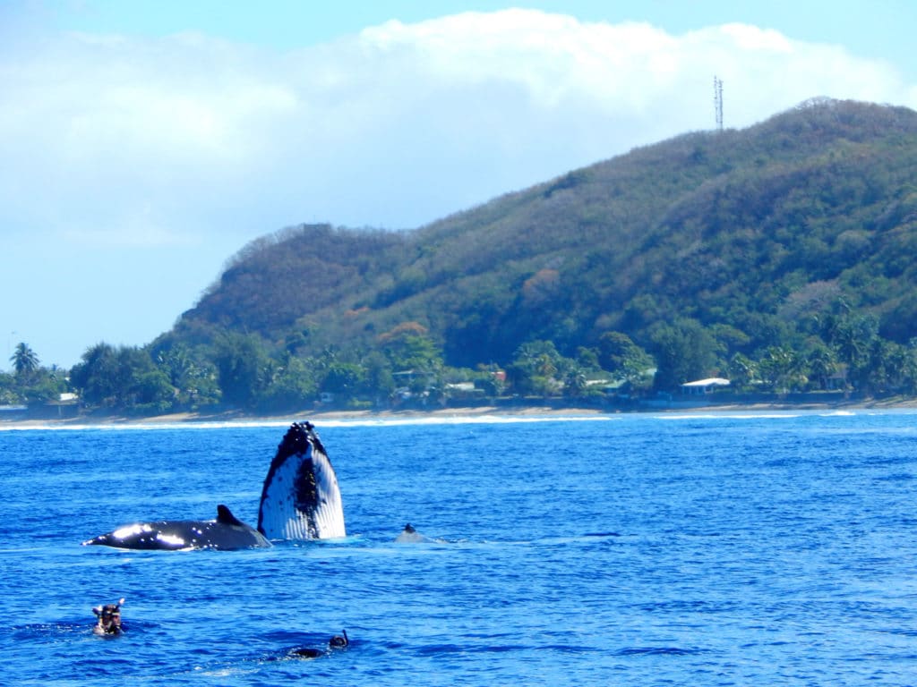 A whale and its calf in the warm waters of Tahiti