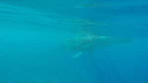 Une baleine et son baleineau dans les eaux chaudes de Tahiti
