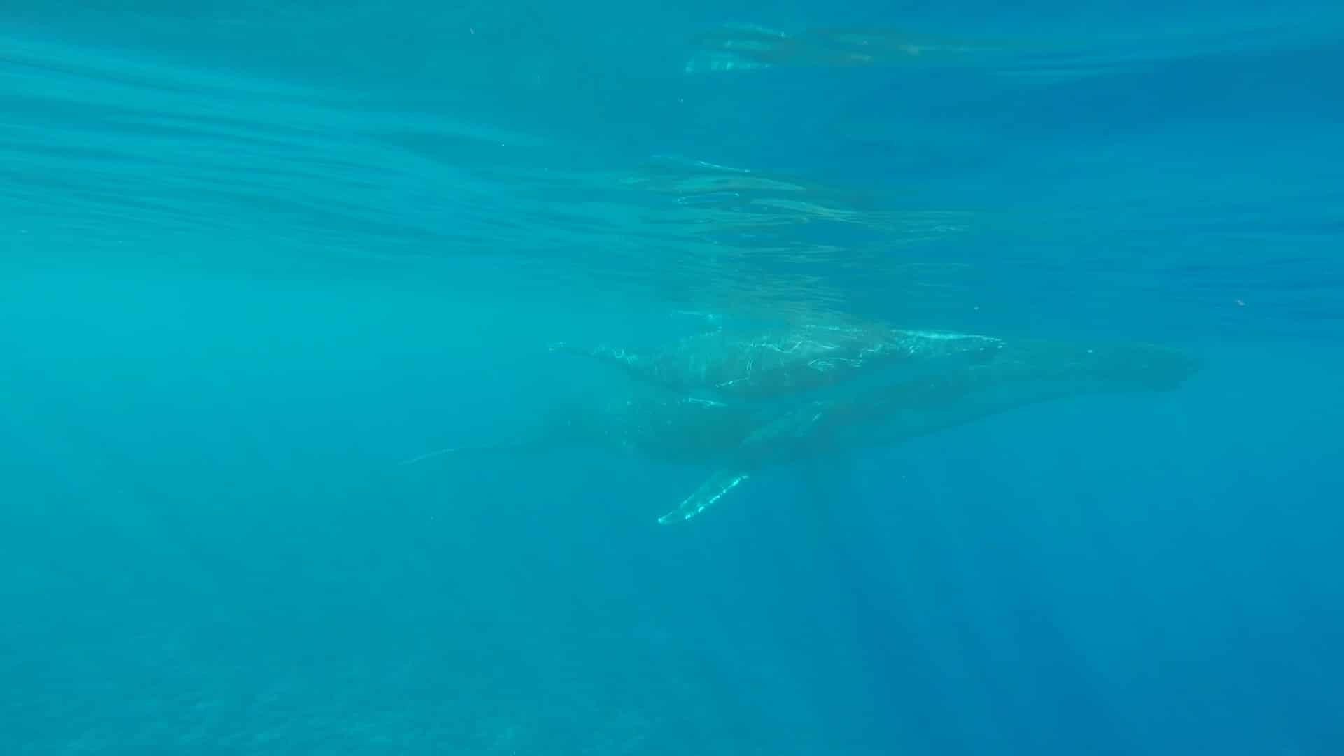 Une baleine et son baleineau dans les eaux chaudes de Tahiti