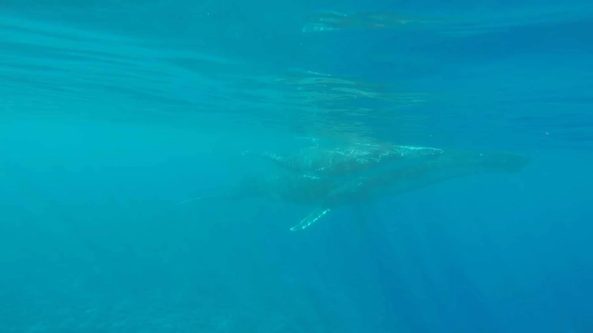 A whale and its calf in the warm waters of Tahiti