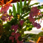 bounty lodge flowers and garden