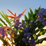 Bounty Lodge flowers and nature