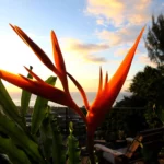 Bounty Lodge flowers and nature at the sunset