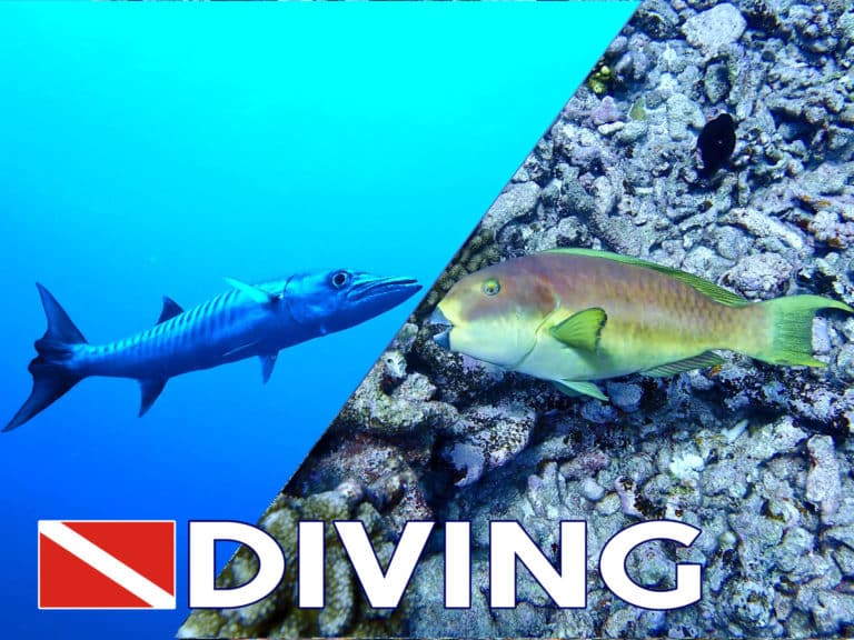 diving pack 2d