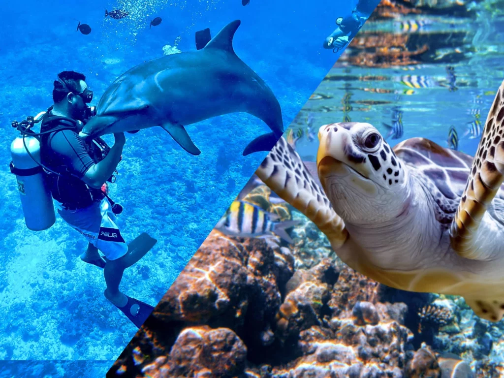 Diving package in Tahiti