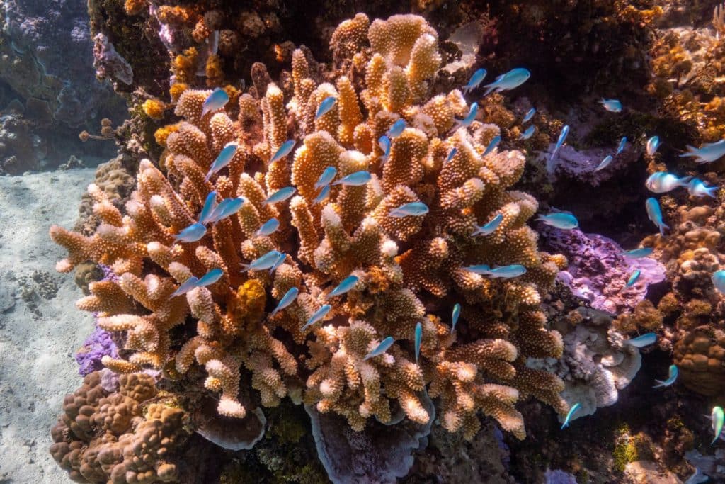 Poissons de corail dans le lagon