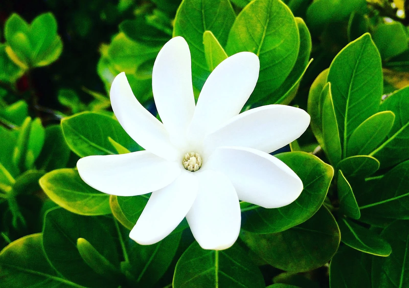 gardenia tahitensis tiare tahiti