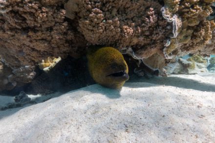 moray eel under coral