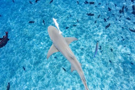 shark in the lagoon of tahiti