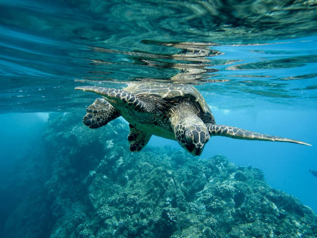 closeup of a green sea turtle swimming underwater in Tahiti