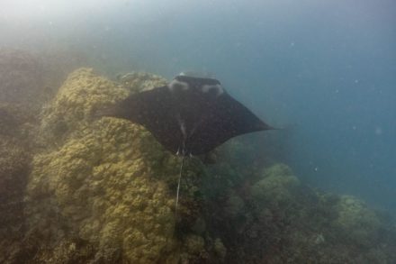 manta ray in the pacific