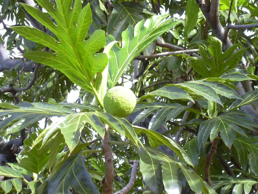 uru breadfruit tree